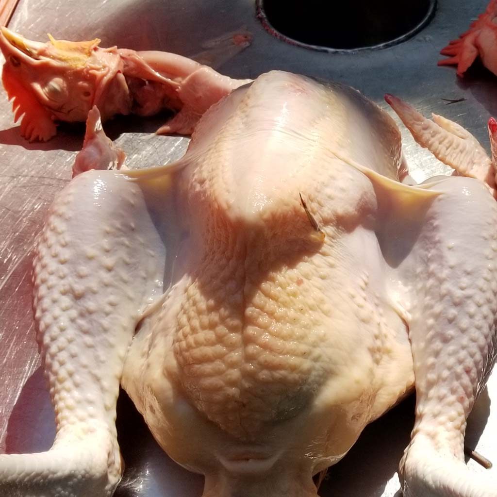 Cleanly plucked chicken