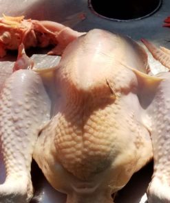 Cleanly plucked chicken