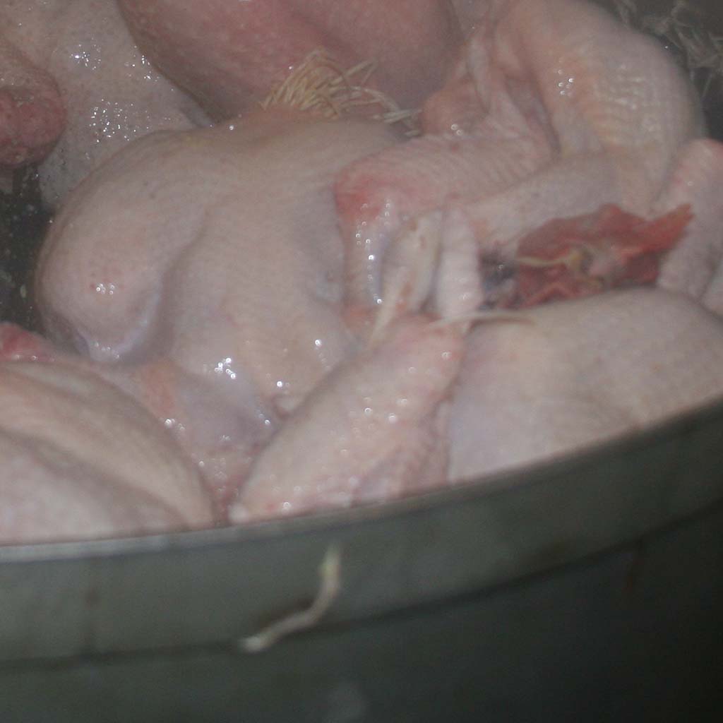 plucker full of chickens