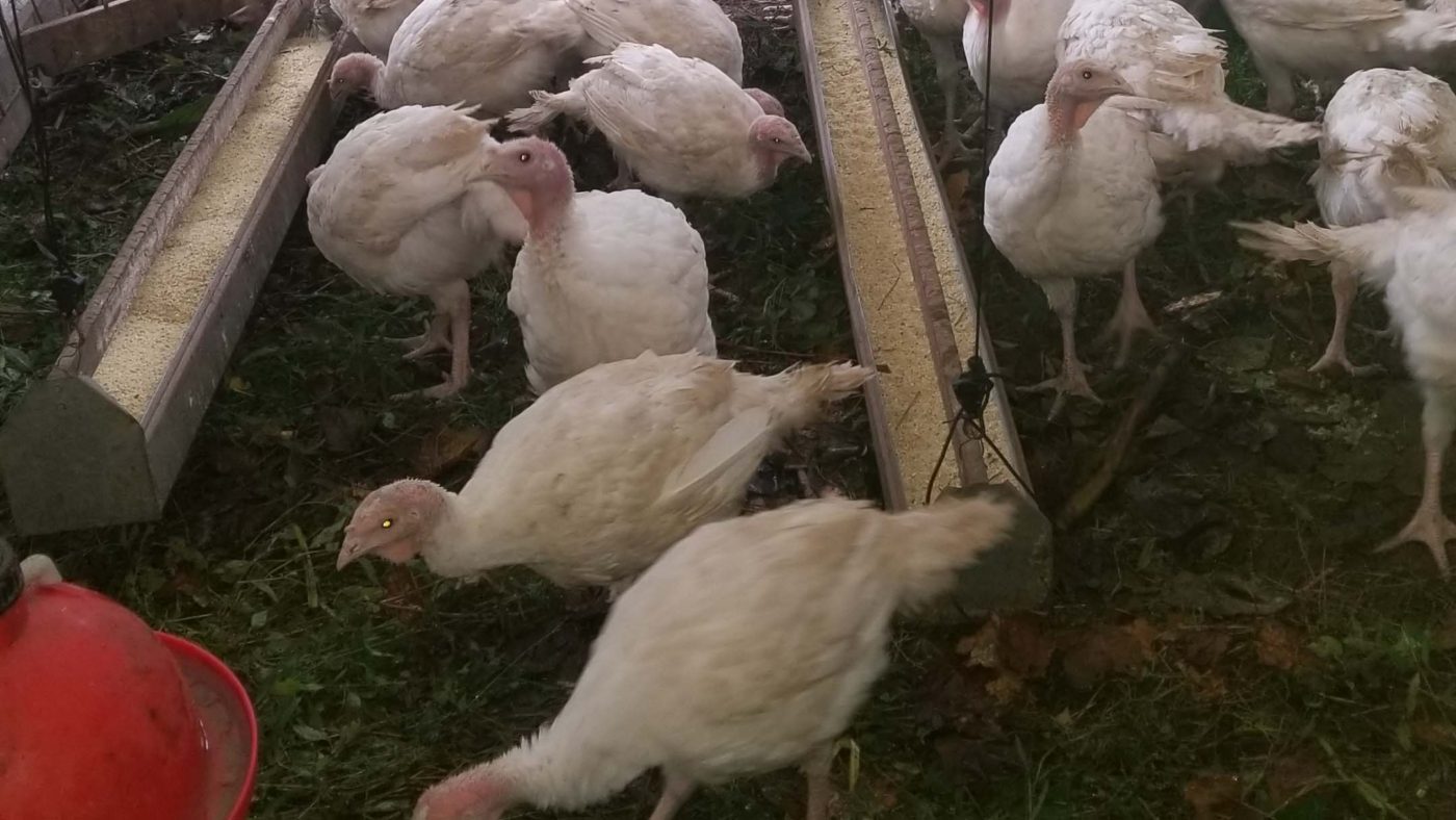 Poultry Production
