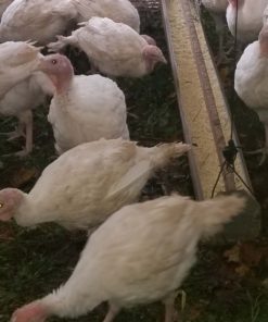 Poultry Production