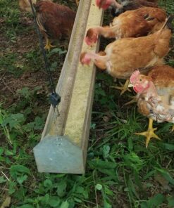 trough feeder hanging in a hoop house