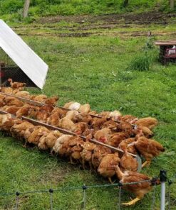 chickens eat at feeders