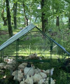 pasture shelter with birds