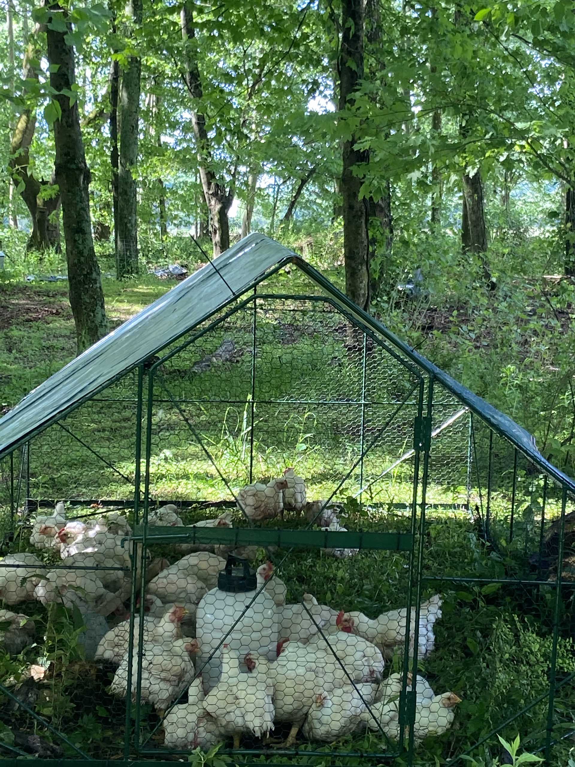 pasture shelter with birds