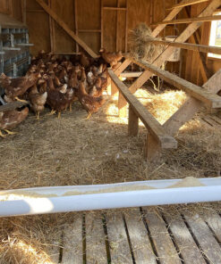 Ready to Lay Pullet Deposit - Image 3