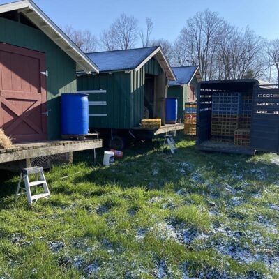 unloading pullets in the pasture.