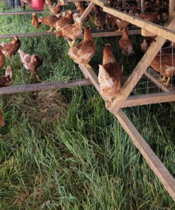 pullets in a pasture shelter