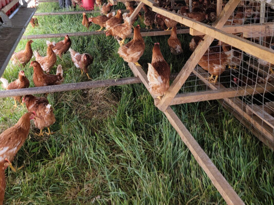 Ready to Lay Pullets