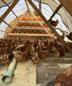 Ready to Lay Pullet Deposit - Image 4