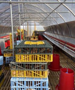 Ready to Lay Pullet Deposit - Image 6