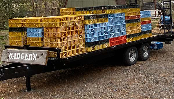 crates full of ready to lay pullets on an open trailer.