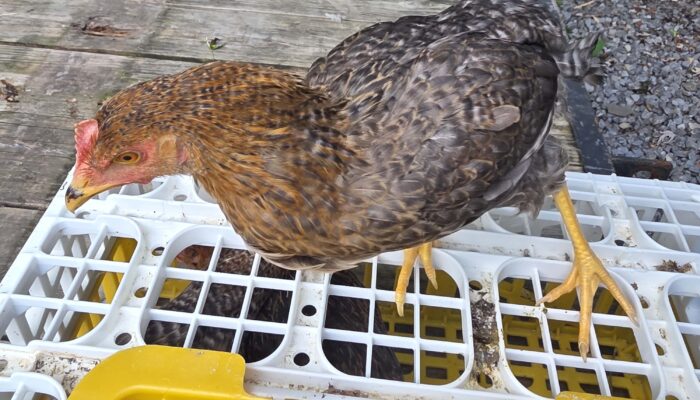 Olive Egger pullet sitting on a crate