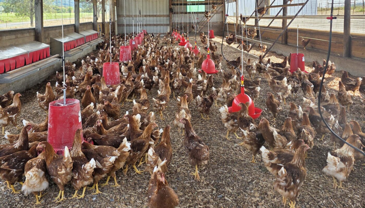 ready to lay pullets delivered to a barn
