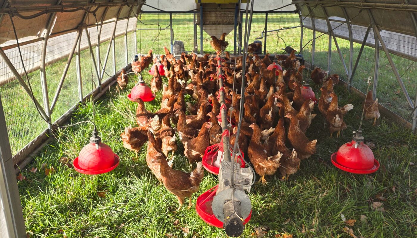 ready to lay pullets delivered to a pasture shelter