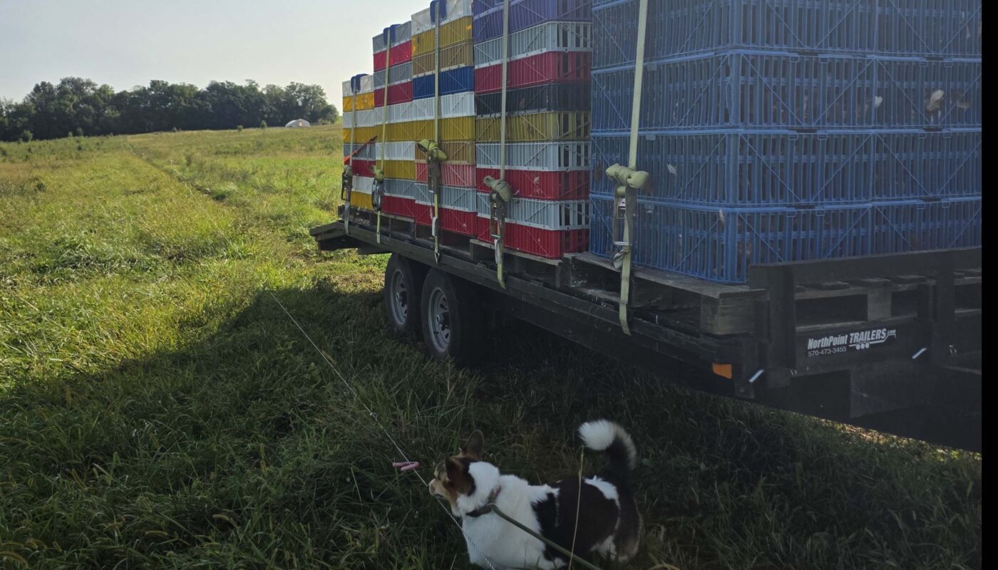 ready to lay pullets on a trailer for delivery